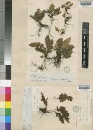 Image result for Trichomanes crispiforme