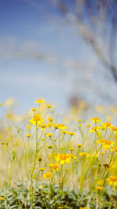 We've gathered more than 5 million images uploaded by our users and. Yellow Flower Field Under Blue Sky During Daytime Iphone 8 Wallpapers Free Download
