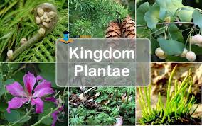 Jenis tanah yang sangat cocok untuk ditanami wortel meliputi latosol, regosol, aluvial, andosol yang semua jenis tersebut memang bisa kita temukan di daerah dataran tinggi. Kingdom Plantae Pengertian Ciri Reproduksi Klasifikasi