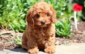 Cavapoo Dog Breed History Temperament Health More
