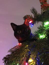 It is absolutely interesting to name the cats in relation to the spirited season. Treecatmas Hello There Bright People Are You Catlover Or Have You Any Pretty Cats I Think You Love A Black Cat Aesthetic Christmas Cats Cat Aesthetic