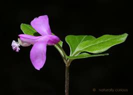 Image result for Polygala filicaulis