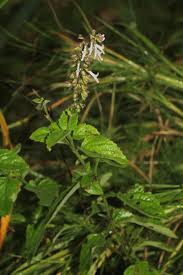 Image result for Orthosiphon schimperi