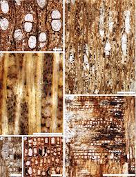 Image result for Buchnerodendron