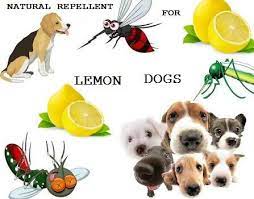 How To Get Rid Of Mosquitoes Natural Mosquito Repellent For Your Dogs Natural Mosquito Repellant Mosquito Repellent For Dogs Mosquito Repellent