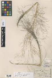 Image result for Aristida meridionalis