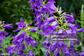 Image result for Campanulaceae