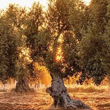 L Olivier L Arbre Sacre De Grece Epiceriefine Produitsgrecs Greekproducts Grece France Healthy Healthylifestyle Poupadou Poup Tree Plants Tree Trunk