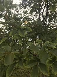 Image result for Handroanthus chrysanthus