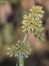Image result for Fuirena stricta