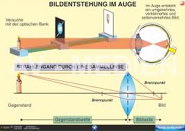 Die Bildentstehung Im Menschlichen Auge Av Medien Onlineshop