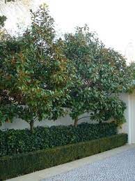Naturally rounded shape with dense apple green foliage. Magnolia Little Gem 3 Litre Pot 50cm Tall