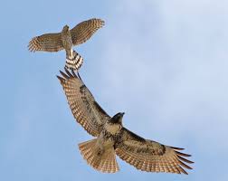 Head small, appearing shorter in flight than the head of cooper's hawk, whose head projects noticeably past the leading edge of the wings; Juvenile Red Tailed Hawk And A Widdle Baby Sharp Shinned Hawk Or It Might Be A Coopers Hawk Idk Sharp Shinned Hawk Pet Birds Bird Pictures