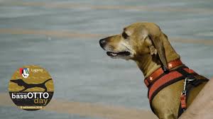 In addition to being around several new people, he will also be around unfamiliar dogs. Cute Dachshund Puppies Bluff City Tn 2021
