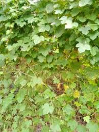 Image result for Ipomoea dichroa