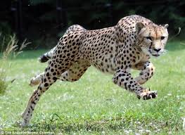 Image result for cheetah