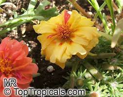 I fiori gialli e delicati si nascondono dietro due sepali rossi e carnosi. Portulaca Grandiflora Moss Rose Perslane Purslane Toptropicals Com