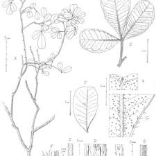 Image result for Vepris bremekampii