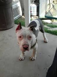 This breed is very stocky, agile and strong for his size. Lost Blue Nose Pitbull Puppy Los Angeles 4month Old Blue Nose Pitnull Puppy With Clipped Ears Lost Blue Nose Pitbull Puppies Pitbull Puppy Blue Nose Pitbull