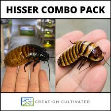 Halloween madagascar hissing cockroach are tropical insects and therefore unable to. Halloween Hissing Cockroaches For Sale Picclick