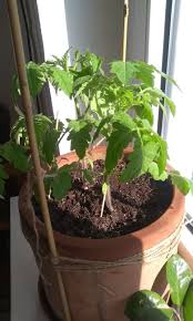 When and how you prune your tomato plants can make a huge difference in your plant's health, vitality pruning tomato plants and pinching off sucker stems are two of the best ways to help plants grow more importantly, plants need oxygen, light and water to thrive. Am I Growing Too Many Tomato Plants In My Pot Gardening Landscaping Stack Exchange