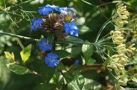 Maybe you would like to learn more about one of these? Flowering Shrubs For Late Summer Colour Planting Designs