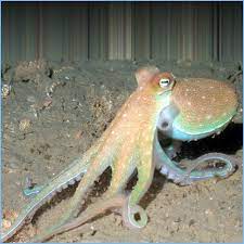 Check spelling or type a new query. Caribbean Octopus Pete S Aquariums Fish