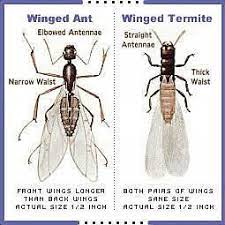When it comes to pest control, who is financially responsible? Termite Treatment Flying Ant Treatment Emporia Ks