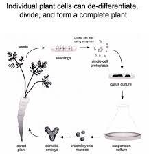 These cells that do not divide further exit g1 phase to enter an inactive stage called quiescent stage (g0) of the cell cycle. Plants Flashcards Quizlet