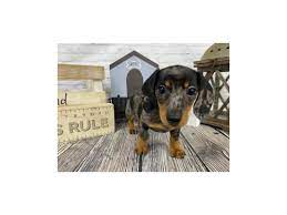 Welcome to our website.we breed miniature and tweenie size dachshunds in a variety of colors and patterns. Dachshund Puppies Petland Knoxville