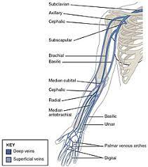 Blood vessels labeled simple : Basilic Vein Wikipedia