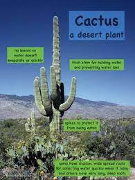 Large, fleshy stems to store water. Plant Adaptations Posters Plant Adaptations Plants Plant Life