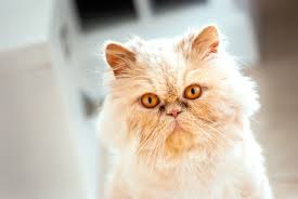 Often referred to as the longhaired siamese, the balinese looks like an unlikely candidate for a hypoallergenic cat breed. 7 Friendliest Cat Breeds Choosing The Right Cat For You Cats Guide Omlet Uk