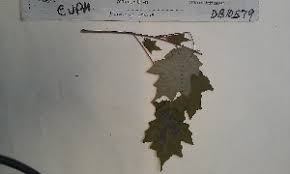 Image result for Macaranga spinosa