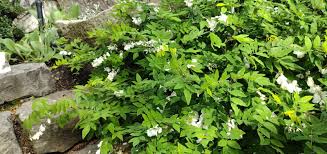 Image result for Indigofera kirkii