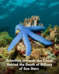 Along the Pacific coast, a silent catastrophe has unfolded since 2013. More  than 5 billion sea stars, from Alaska to Mexico, have died in what  scientists call one of the largest marine