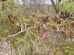 Image result for Leucaena leucocephala
