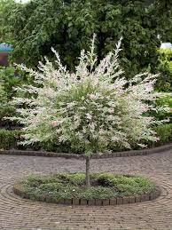 Ariege Jardinerie Jardins Idees Jardin