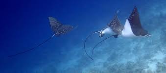There is an amazing diversity of sea life in the maldives archipelago, with corals and over 2,000 species of fish, ranging from colorful reef fish to reef sharks, moray eels, and a wide variety of rays: Maldives Snorkeling How To Do It What To Expect