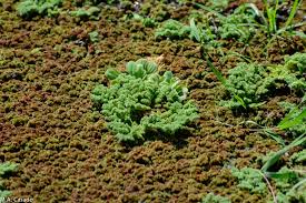 Image result for Azolla nilotica
