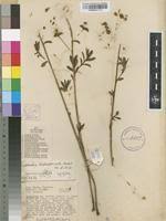 Image result for Euphorbia depauperata