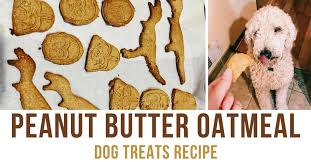 See more ideas about poodle, standard poodle, poodle dog. Homemade Peanut Butter Oatmeal Dog Treats Recipe Quick Easy