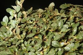Image result for Alternanthera caracasana