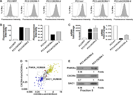 (must date the playboy book 2) tori tried her best to move on from the playboy who broke. A Novel Cross Talk Between Cxcr4 And Pi4kiiia In Prostate Cancer Cells Oncogene