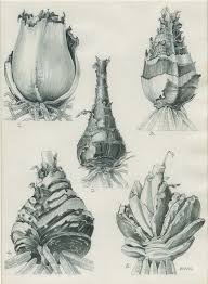 Image result for Pandanus candelabrum