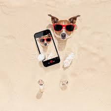 Dog Buried In Sand Selfie Stock Photo C Damedeeso 5667852 Stockfresh Stock Photos Dogs Sand