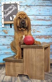 Michener's texas (also called texas) is a 1994 made for tv movie directed by richard lang and starring stacy keach, benjamin bratt, rick. Boerner S Bloodhounds Bloodhound Breeder In Sisterdale Texas