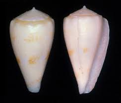 Image result for Atractus arangoi