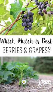 Which Type Of Mulch Is Best To Use On Berries And Grapes In 2020 Mulchen Diy Garten Garten