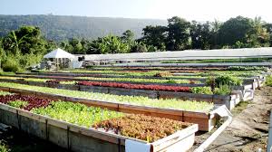 Aquaponics Hawaii Big Island Aquaponic